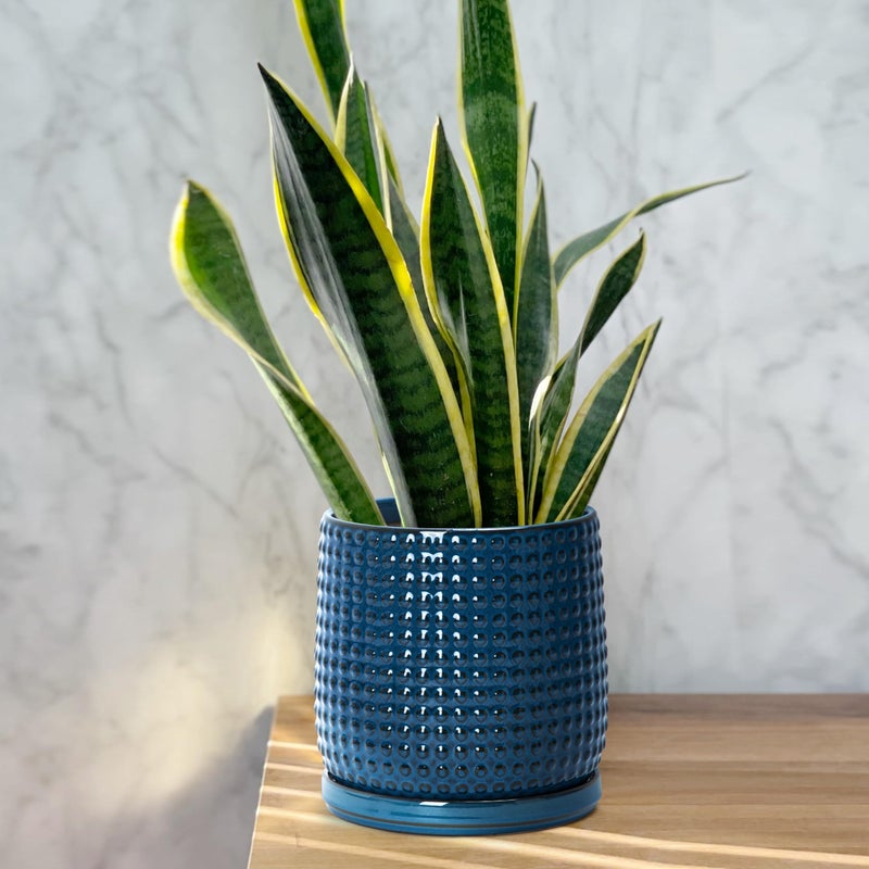 D'vine Dev 6 Inch 4 Inch Ceramic Indoor Planter Pots with Drainage Hole and Saucer, Beaded Design Flower Pots, Set of 2, Blue, 27-D-U-3 - Image 5